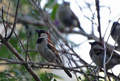 Several Sparrows
