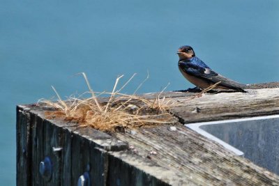 Barn Swallow Shows His Color