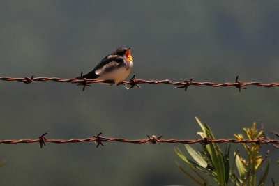 Singing Tree Swallow