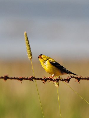 Near Sighted Goldfinch?
