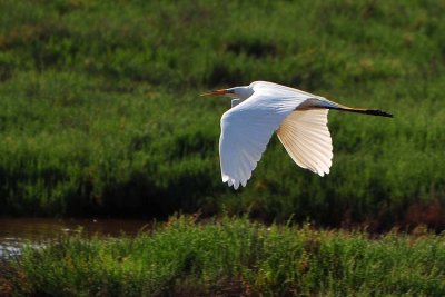 Great Egret Flying Away