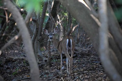 Deer Face