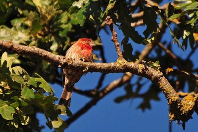 Purple Finch