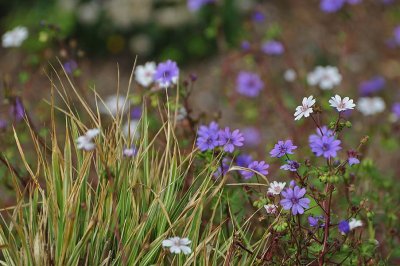 White & Purple Flowers in Grass