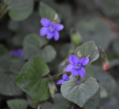 Small Purple Violets