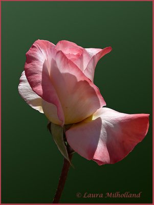 Pink and White Rosebud