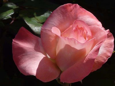 Sunlit Rose