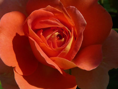 Deep Peach Rose