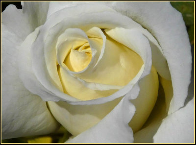 Creamy White Rose