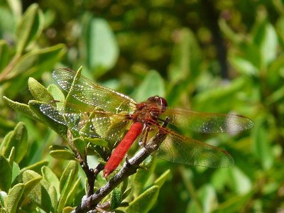 Glistening Wings