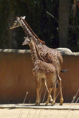 Giraffe Baby with Teenager