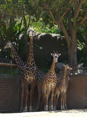 Five Giraffes Sharing Shade