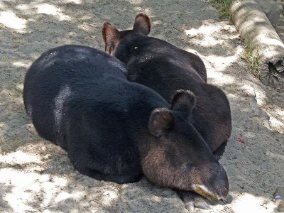 Two Tapirs