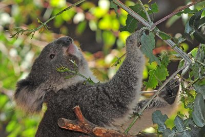 Koala Having Lunch