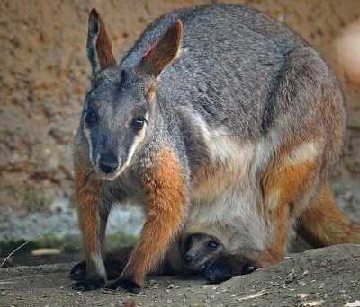Yellow footed Rock Wallaby and Babe