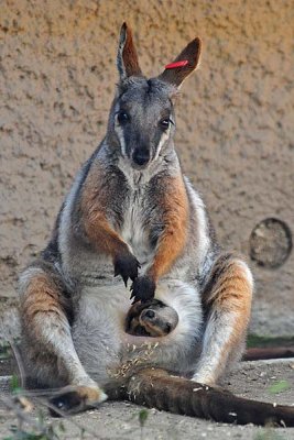 Wallaby Baby Face Peeks Out