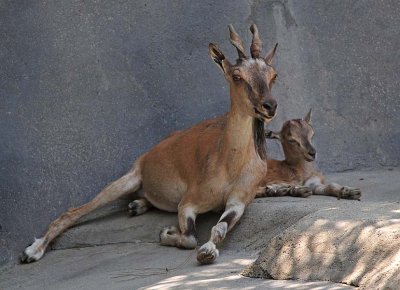 Tadjik Markhor Mom & Baby