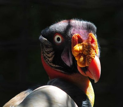 African King Vulture