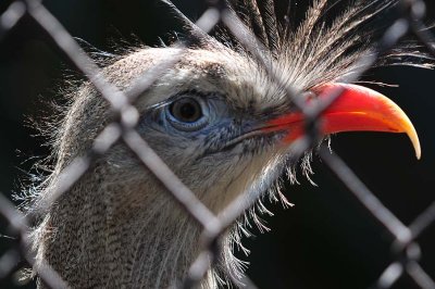 Red-legged Seriema Face