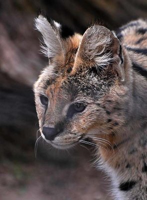 Face of the Serval