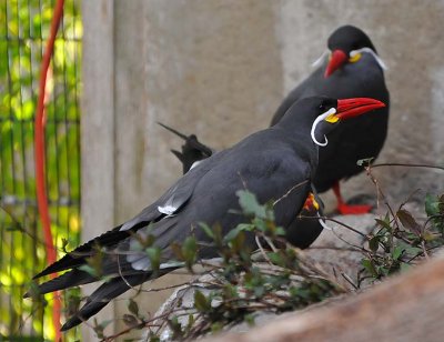 Inca Terns