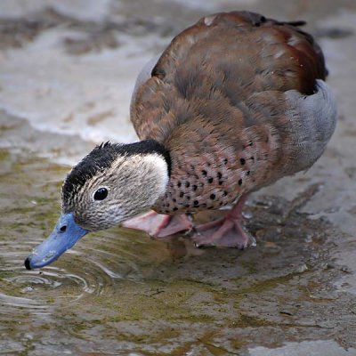 Ringed Teal Drinking