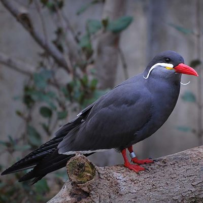 Inca Tern Posing