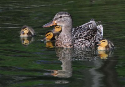 Just Ducklings