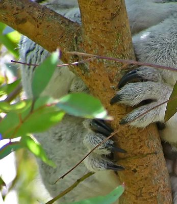 Koala Feet