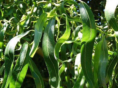 Curvy Leaves