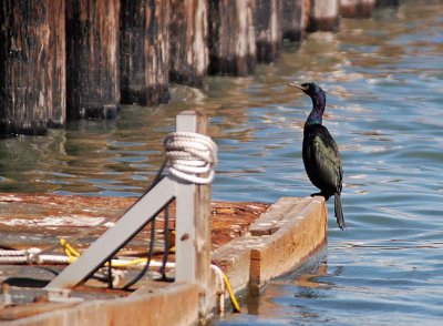 Sitting on the dock of the bay. . .