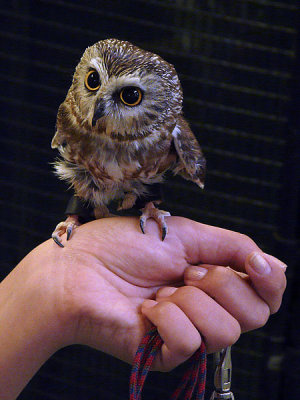 Darwin, the Saw-whet Owl