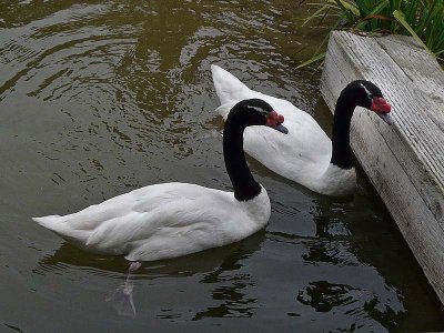 Black Necked Swans