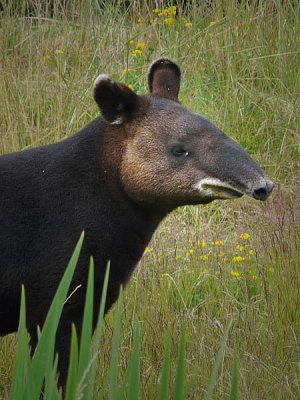 Tapir Face