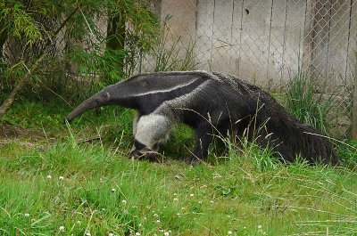 Giant Anteater