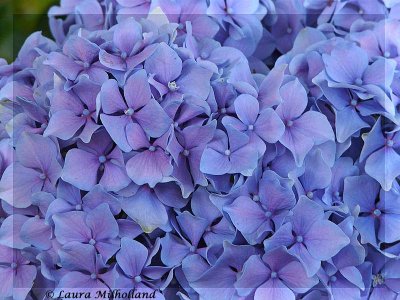 Purple Hydrangea Close Up