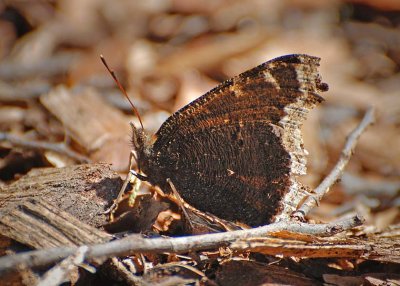 Mourning Cloak Side View