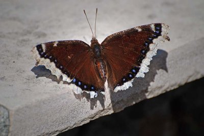 Mourning Cloak Butterfly