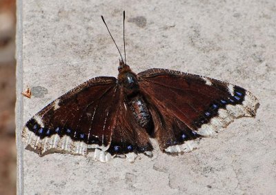 Mourning Cloak Spread