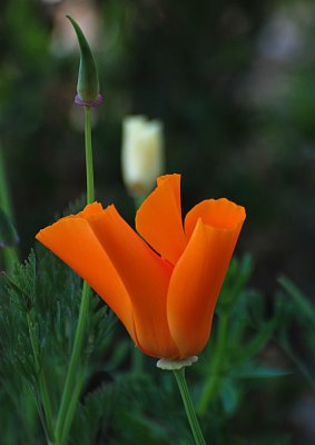 Golden Poppy and White Poppy