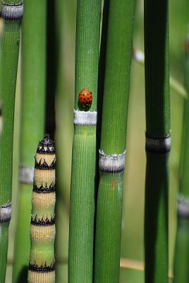 Bamboo and Ladybug