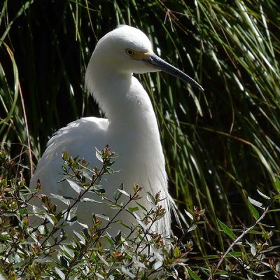 Snowy Egret in Bushes
