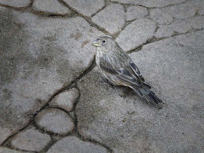 Finch on the Sidewalk