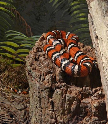 Snake Face