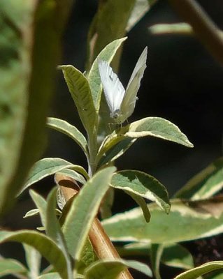 White on Green