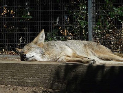 Coyote Snooze