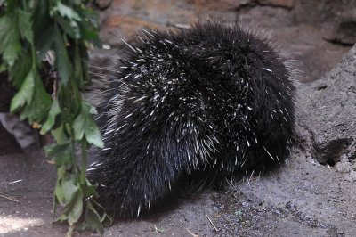 Porcupine Tail