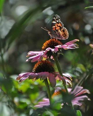 American Painted Lady on Coneflower