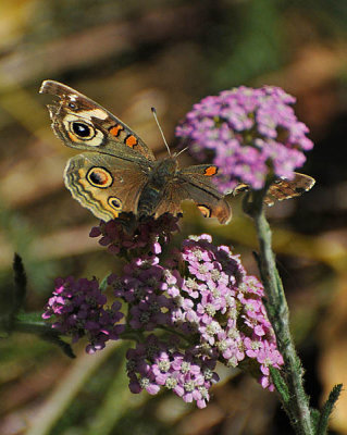 An Old Buckeye Butterfly