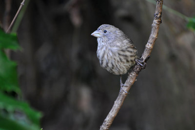 Female Finch